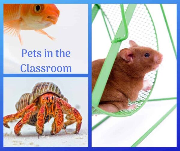 Image of Pets in the Classroom: Fish, hamster, crab