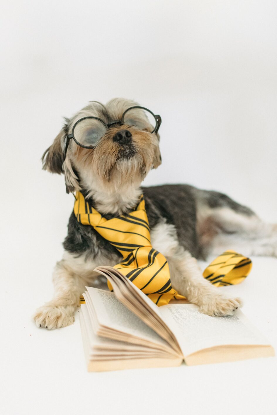 Photo of a Dog Reading