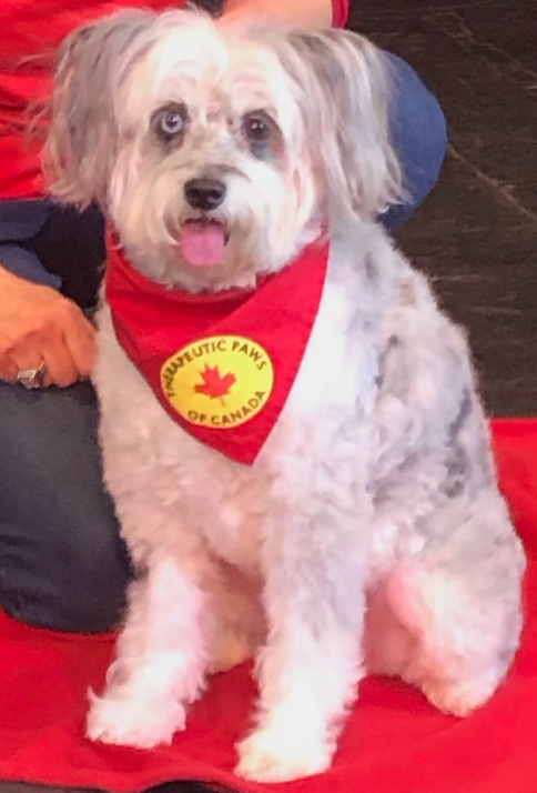 Patches the Therapy Dog